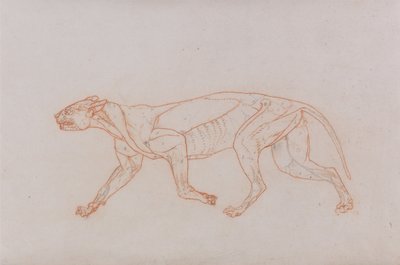 Vergleichende anatomische Darstellung der Struktur des menschlichen Körpers mit der eines Tigers und einer Kuh von George Stubbs